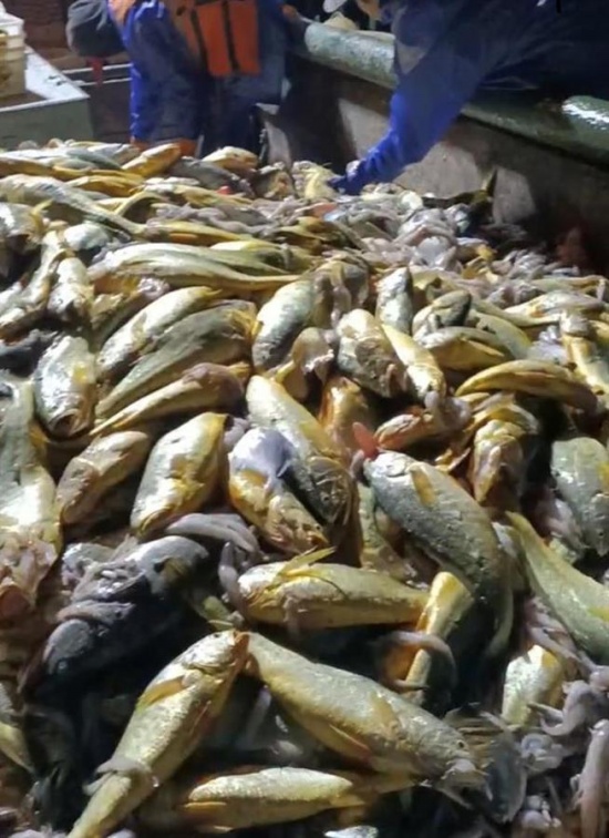 大黃魚船主:957萬貨款已到賬