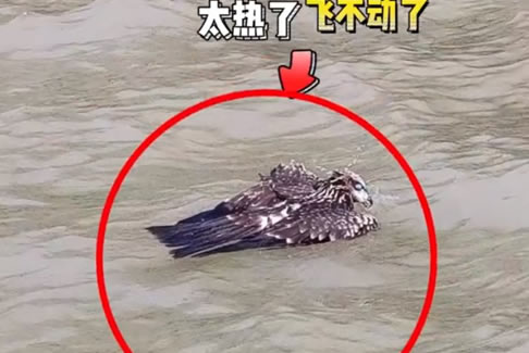 <b>一只老鷹在南京中暑墜江</b>