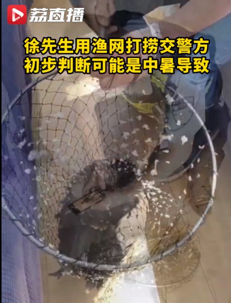 一只老鷹在南京中暑墜江