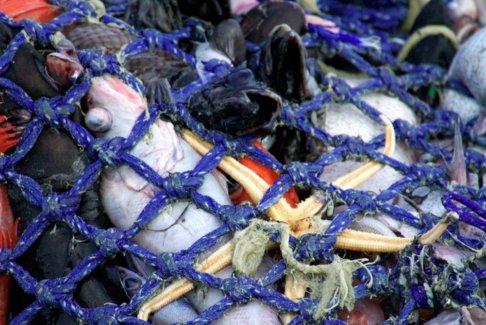 歐盟計劃限制破壞氣候的捕魚方法