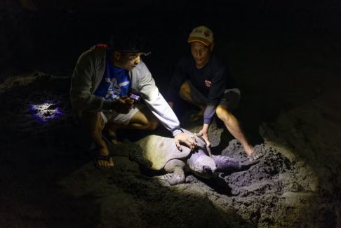 菲律賓海龜偷獵者變成了保護(hù)者