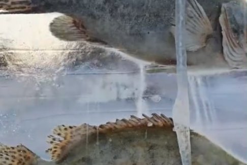 黑龍江景區(qū)現(xiàn)3米高“冰封魚(yú)墻”